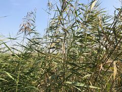 -西青郊野公园