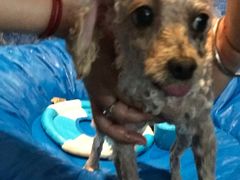 -Oh My Dog宠物沙龙(伊珊娜皮毛护理店)