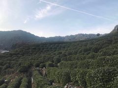 -龙井壹号·茶缘山景宴(龙井村店)