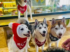 -Husky Go! 哈士奇体验馆·宠物咖啡厅狗咖