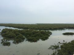 景点-北海金海湾红树林生态旅游区