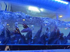 -云中鱼蒸汽石锅鱼(川沙百联店)