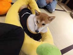 -逗柴咖啡屋·狗咖猫咖宠物桌游