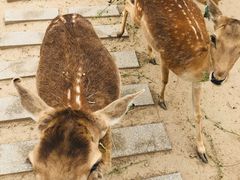 -北京麋鹿生态实验中心