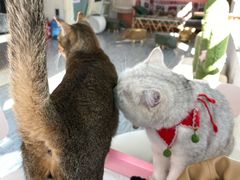 -喵屿·大理花园猫咖