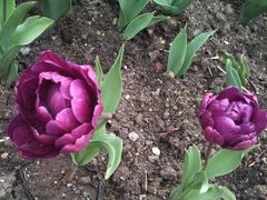 郁金香-长春公园(普阳街道)