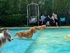 -汪说喵讲宠物乐园宠物酒店(红星美凯龙店)