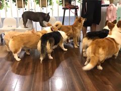 -柯斗斗主题餐厅·狗咖·围炉煮茶·茶饮(国瑞升平里店)