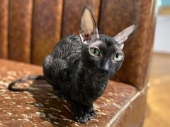 -猫小院猫主题餐厅(三里屯店)