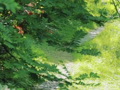 -桤木河湿地公园