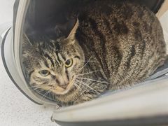 -安安宠医·臻爱宠物医院·宠保定点(营门口路分院)