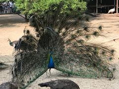 -祥源·阜阳生态乐园