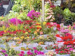 -平吉花卉市场