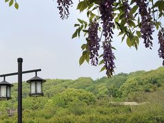 -苏州上方山国家森林公园