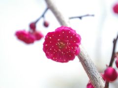 -香雪海