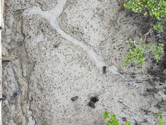 -北海金海湾红树林生态旅游区