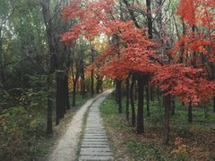 -长春市南湖公园