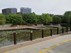 -大望京公园