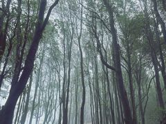 -阳台山森林公园