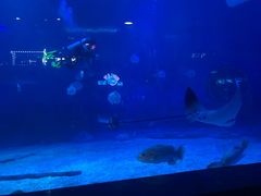 -烟台海昌鲸鲨海洋公园