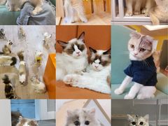 -Bastet sally猫舍购宠(静安店)