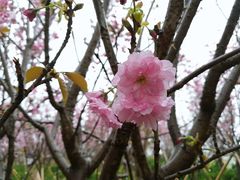 -天适樱花悠乐园