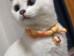 -lincat·猫舍(广州店)