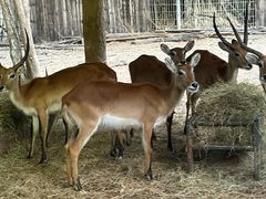 -清迈夜间动物园