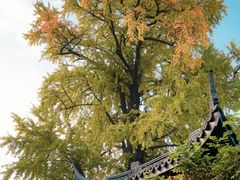 -惠山古镇·寄畅园