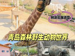 -青岛森林野生动物世界