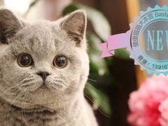 -Bastet sally猫舍购宠(静安店)