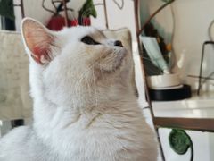 -平行世界·猫咖(首经贸店)