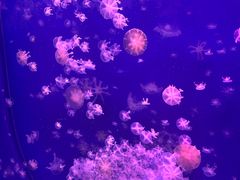 -海合安武汉极地海洋公园