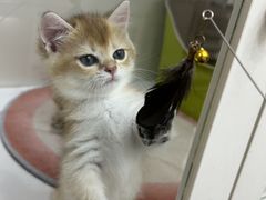 -青奢宠物·青奢猫舍