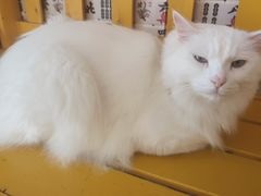 -我爱猫咪·猫咖·狗咖·安哥拉兔·羊驼咖(小寨华旗店)