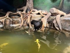 -正佳雨林生态植物园