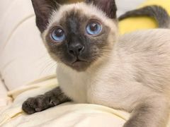 -欣宠猫屋·矮脚拿破仑·蓝金金渐层