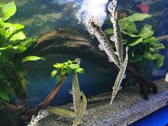 -沙沙哗啦海洋馆(华宇百花谷店)