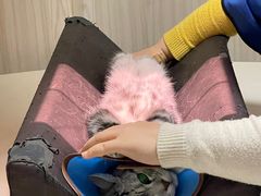 -乐派堂宠物医院·猫友好· 心脏科(东街店)