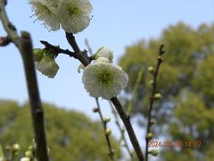 -无锡梅园公园