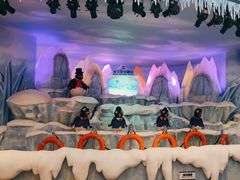 -帝企鹅自助餐厅•儿童岛•真企鹅(长隆企鹅酒店)