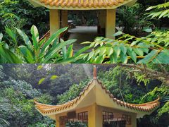 -银湖山郊野公园-相思林