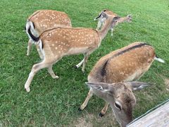 -苏州太湖西山岛开心农场