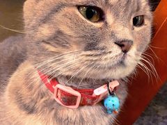 -猫色咖啡·猫咖