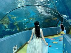-合肥海洋世界