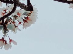 -高东镇樱花园
