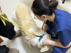 -爱妮康宠物医院·干细胞免疫细胞·肿瘤·心脏(张江店)