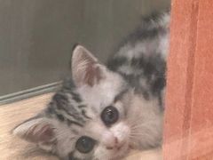 -BABIT巴比特宠物(MOMOPARK店)