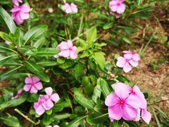-北海金海湾红树林生态旅游区