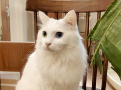 -有猫主题·治愈系猫咖(曾厝垵店)